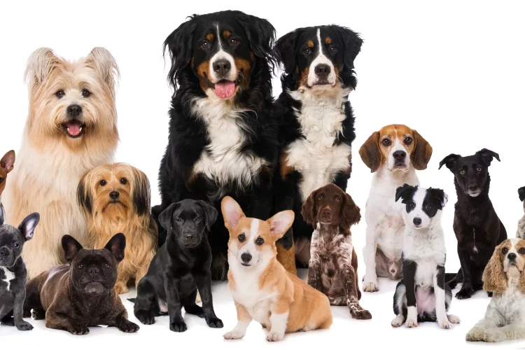 6 Things to Keep in Mind When Choosing a Guard Dog