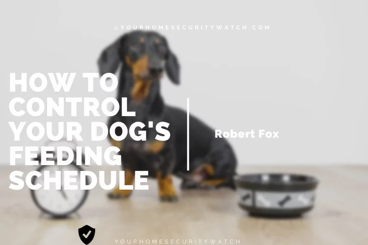 Free Eating vs. Scheduled Meals