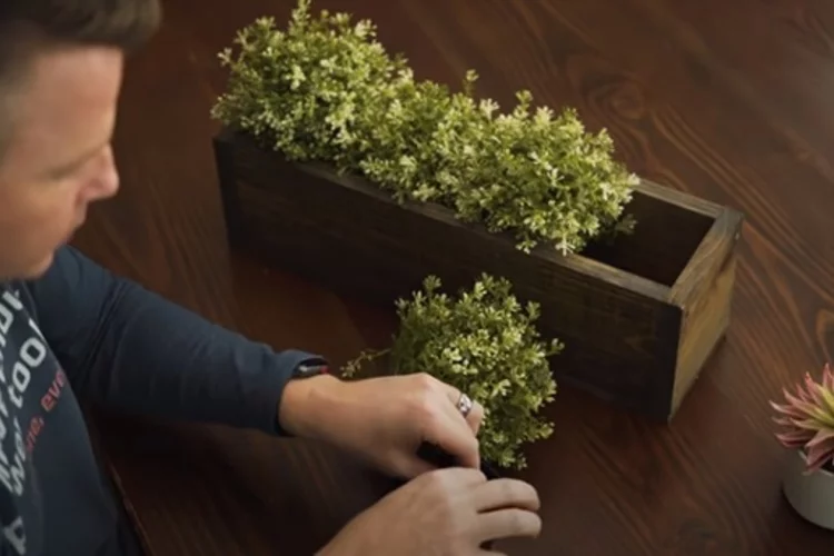 Plants for the House