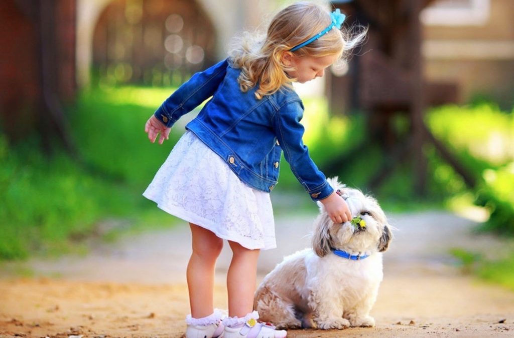 Basic Commands For Puppy Training