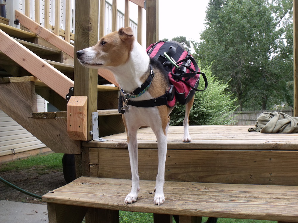 Jack Russell Outside