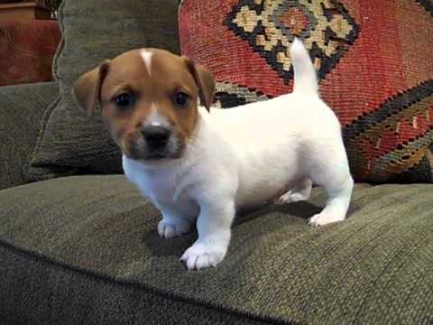 Jack Russell Puppy Training