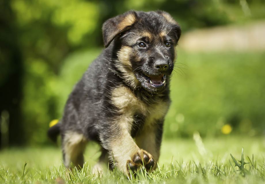 German_Shepherd Puppy