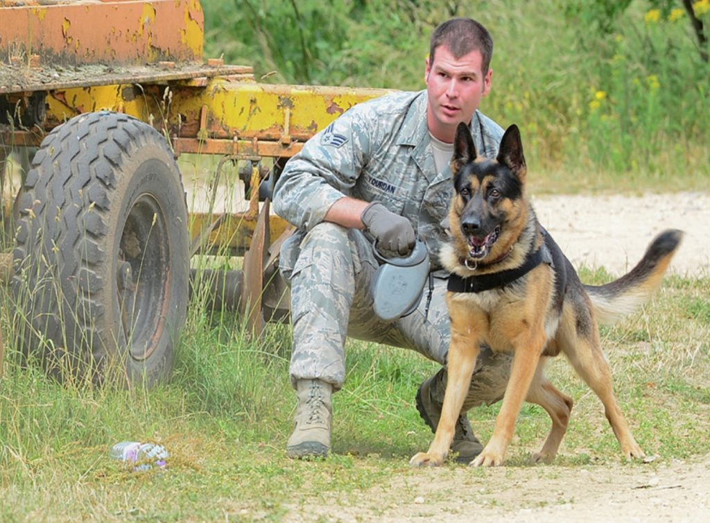 Guard Dog Training For German Shepherds