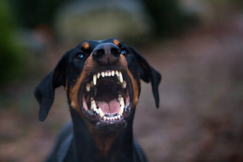 Angry Doberman