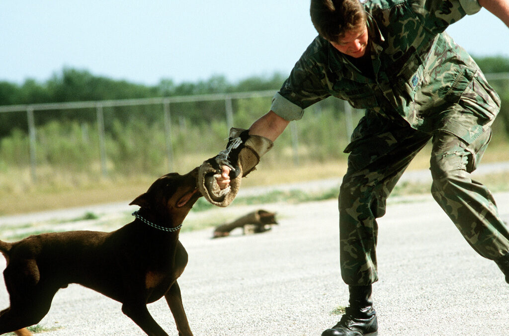 Doberman Attack