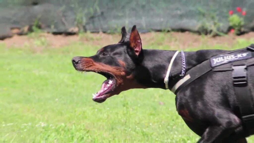 Doberman Guarding