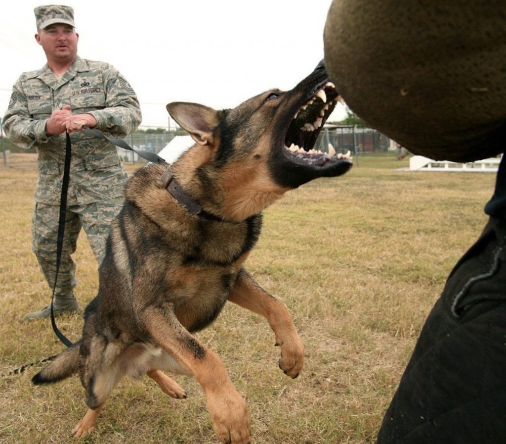 German Shepherd Attack Dog