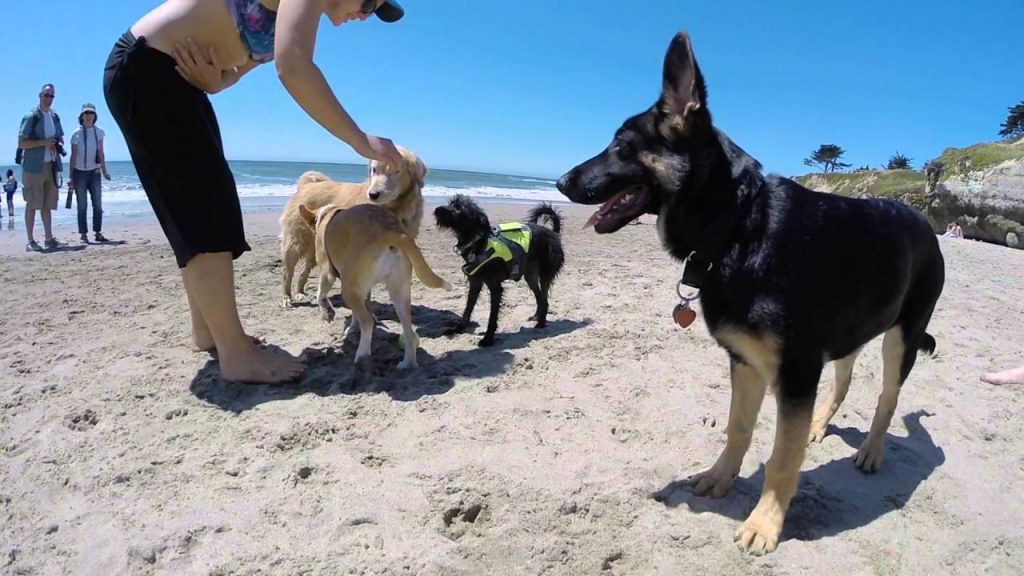 German Shepherd Socialization