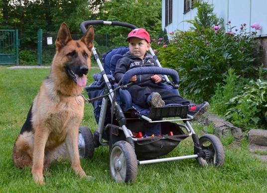 How to Choose The Right Guard Dog for You and Your Family