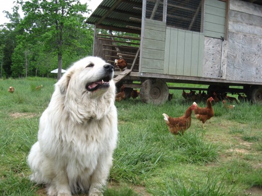 Get Informed about Different Breeds and their Characteristics